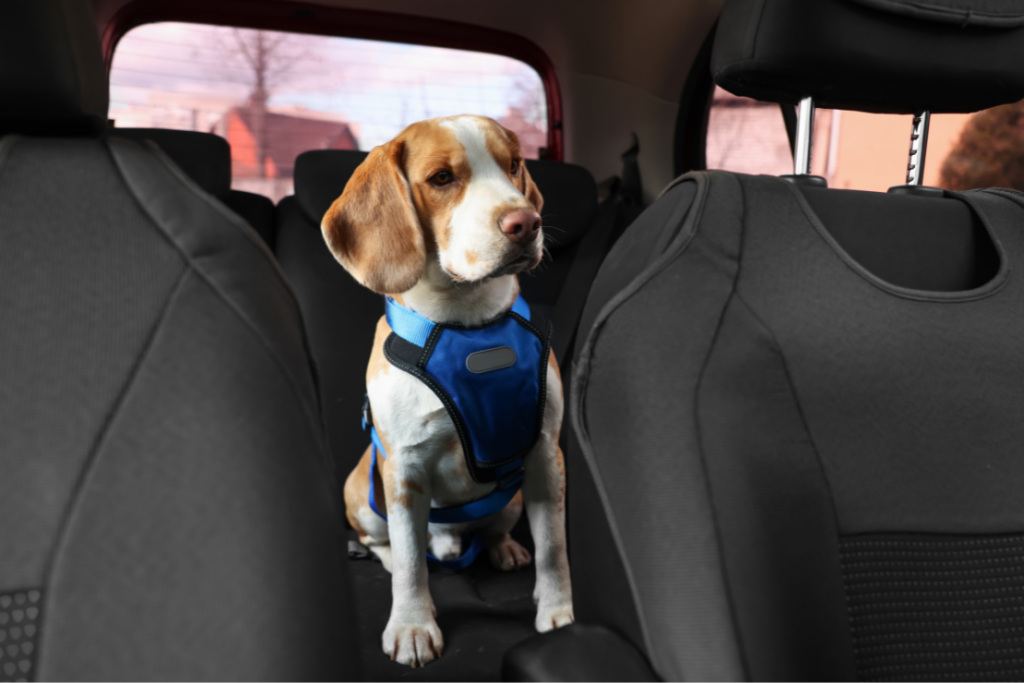 Cómo viajar con mi mascota