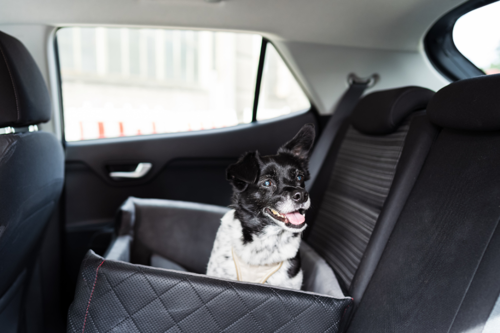 Cómo viajar con mi mascota