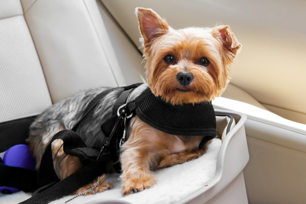 Cómo viajar con mi mascota