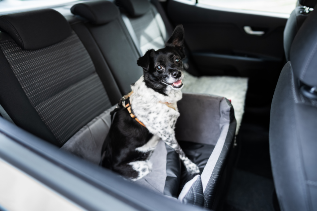 Cómo viajar con mi mascota