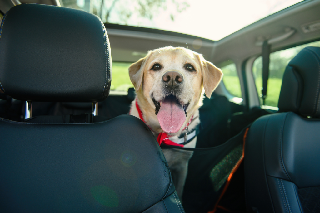 Como viajar con tu mascota