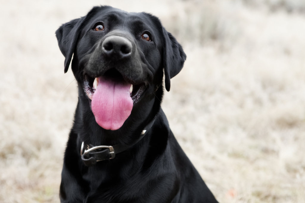 Como viajar con mi perro